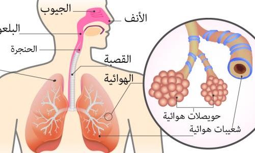 تعريف_ومكونات_الجهاز_التنفسي
